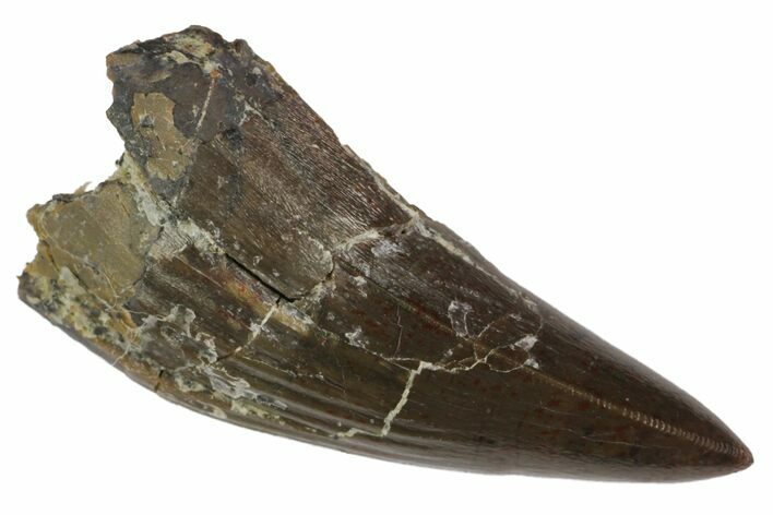 Serrated, Fossil Phytosaur Tooth - Arizona #145005